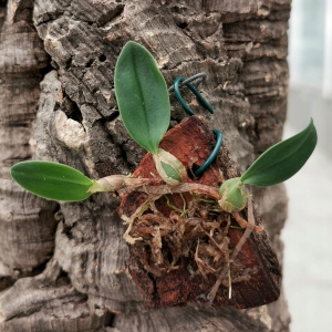 NOWOŚĆ! RZADKOŚĆ STORCZYK Bulbophyllum bolsteri