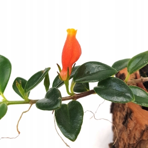 Hypocyrta glabra - wiwarium