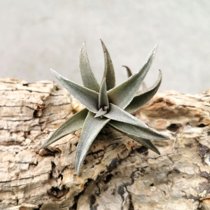 NOWOŚĆ! RZADKOŚĆ! Tillandsia edithae