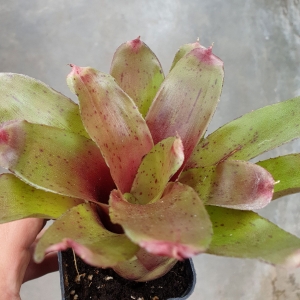 Neoregelia 'Small Talk' - wiwarium
