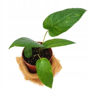 RZADKOŚĆ! Dorstenia elata