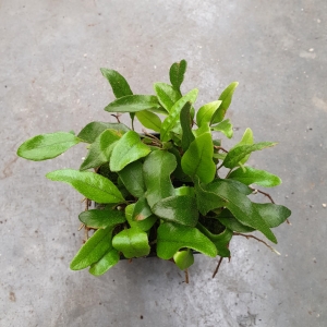 PAPROĆ Microgramma reptans - wiwarium