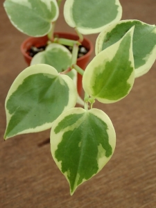 Peperomia scandens 'Variegata' - las w szkle