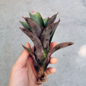 Neoregelia  'Geppeto' - terrarium, wiwarium
