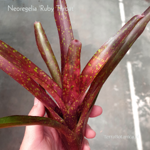 Neoregelia  'Ruby Throat' - terrarium, wiwarium
