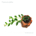 Hypocyrta glabraZW+N.jpg