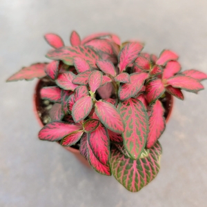 Fittonia verschaffeltii 'Red Forest Flame'
