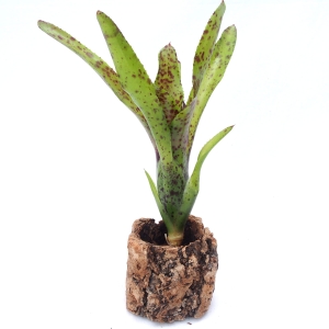 Neoregelia 'Cheers’ - paludarium, wiwarium