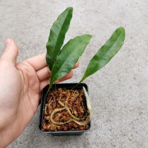 PAPROĆ Microgramma nitida - wiwarium