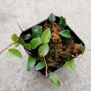 PAPROĆ Microgramma reptans - wiwarium