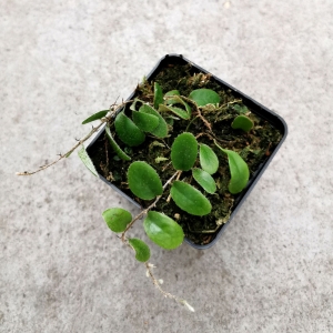 PAPROĆ Pyrrosia nummularifolia - wiwarium