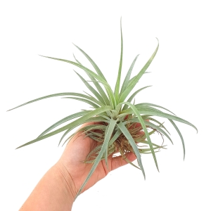 NOWOŚĆ! Tillandsia capitata 'Peach' rozm.L
