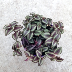 Trzykrotka Tradescantia zebrina 'Purpusii'