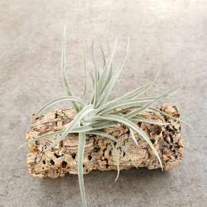 Tillandsia harrisii rozm. L