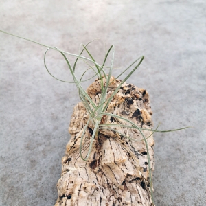 Tillandsia schiedeana rozm. S