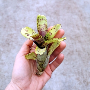 NOWOŚĆ Neoregelia 'Night Spot'