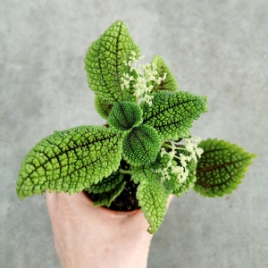 Pilea involucrata 'Moon Valley'