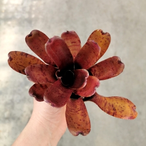 Neoregelia rubrifolia 'Hybrid' - terrarium