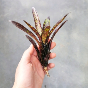 Neoregelia 'Doodlebug' - wiwarium