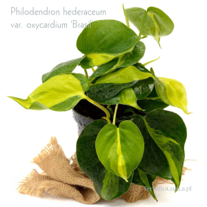Philodendron hederaceum var. oxycardium 'Brasil'