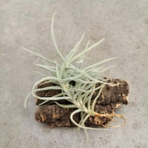 Tillandsia landbeckii rozmiar XL