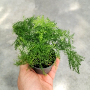 Asparagus plumosus - las w szkle