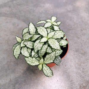 Fittonia 'Mosaic White Forest' -  terrarium, las w szkle