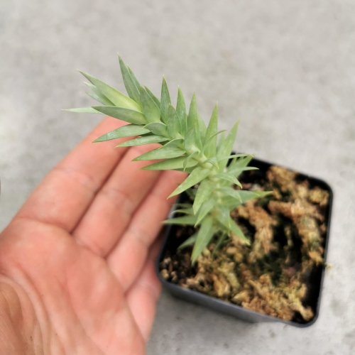 RZADKOŚĆ Huperzia goebelii - wiwarium, paludarium