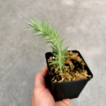 RZADKOŚĆ Huperzia goebelii - wiwarium, paludarium
