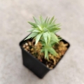 RZADKOŚĆ Huperzia goebelii - wiwarium, paludarium