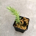 RZADKOŚĆ Huperzia goebelii - wiwarium, paludarium