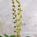 NOWOŚĆ! Miniaturowy STORCZYK Stelis itatiayae