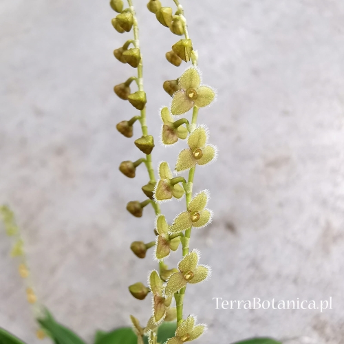 NOWOŚĆ! Miniaturowy STORCZYK Stelis itatiayae