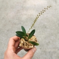 NOWOŚĆ! Miniaturowy STORCZYK Stelis itatiayae