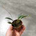 NOWOŚĆ! Miniaturowy STORCZYK Stelis itatiayae