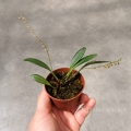 NOWOŚĆ! Miniaturowy STORCZYK Stelis itatiayae