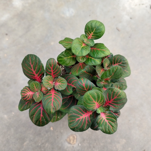 Fittonia 'Fortissimo' -  terrarium, las w szkle