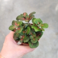 Fittonia 'Fortissimo' -  terrarium, las w szkle