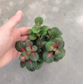 Fittonia 'Fortissimo' -  terrarium, las w szkle