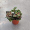 Fittonia 'Fortissimo' -  terrarium, las w szkle