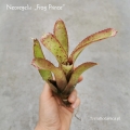 Neoregelia 'Frog Prince' - wiwarium