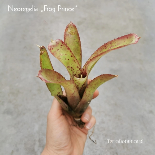 Neoregelia 'Frog Prince' - wiwarium