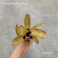 Neoregelia 'Frog Prince' - wiwarium