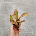 Neoregelia 'Frog Prince' - wiwarium