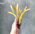 Neoregelia 'Frog Prince' - wiwarium