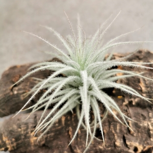 NOWOŚĆ! RZADKOŚĆ! Tillandsia tectorum rozmiar S