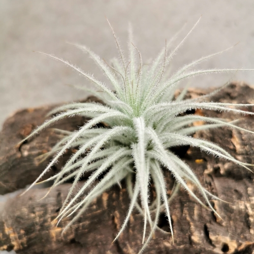 NOWOŚĆ! RZADKOŚĆ! Tillandsia tectorum rozmiar S
