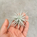 NOWOŚĆ! RZADKOŚĆ! Tillandsia tectorum rozmiar S