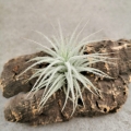 NOWOŚĆ! RZADKOŚĆ! Tillandsia tectorum rozmiar S