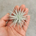 NOWOŚĆ! RZADKOŚĆ! Tillandsia tectorum rozmiar S